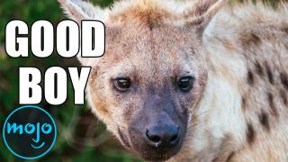 Top 10 Misunderstood Animals