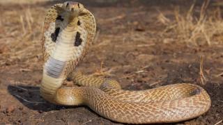 Top 10 Terrifying Snakes That Will Probably Kill You 