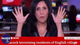 10 Times News Presenters Went Rogue