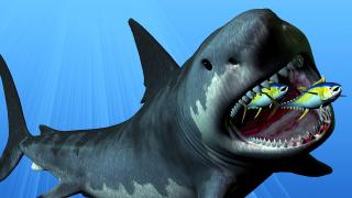 What If Megalodon Sharks Didn't Go Extinct?