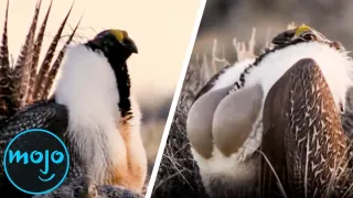 Top 10 Weirdest Animal Mating Rituals  