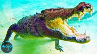 Top 10 Strongest Sea Animals On Earth 