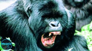 Top 10 Strongest Animals In The World 