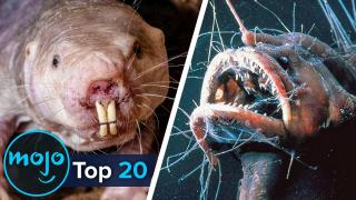 Top 20 Ugliest Animals Ever 