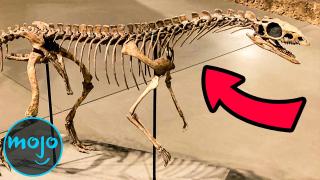 Top 10 Greatest Paleontology Discoveries Of All Time 