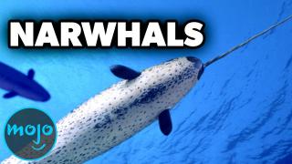 Top 10 Mythical Animals That Are Actually Real