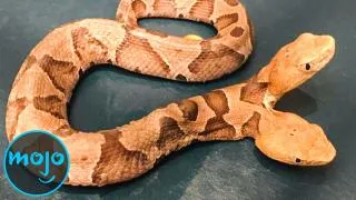 Top 10 Rare Two-Headed Animals