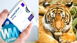 ¡Top 5 Cosas que No Sabías del VIAGRA!