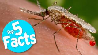 Top 5 Mosquito Facts