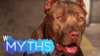 Top 5 Pitbull Myths