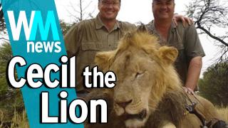 10 Cecil the Lion and Trophy Hunting Facts - WMNews Ep. 39