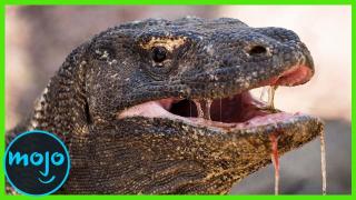 ¡Top 10 Reptiles más PELIGROSOS de la Tierra!