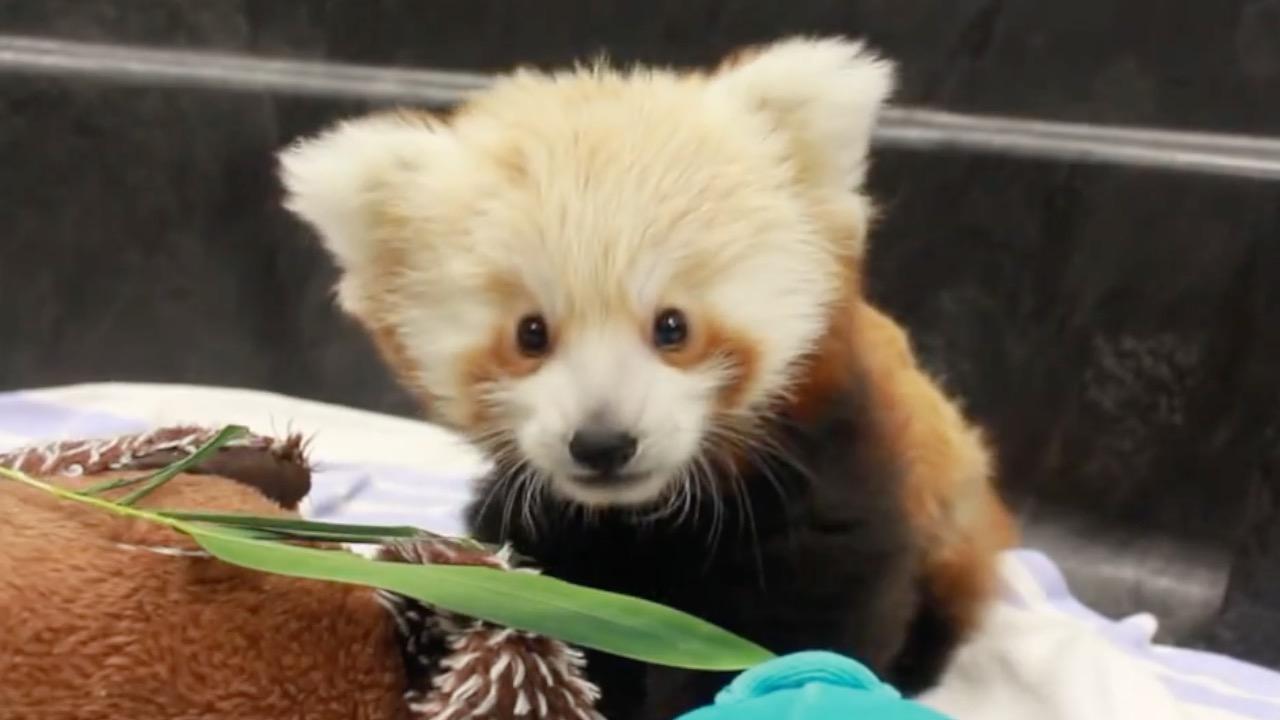 Top 10 Cutest Animals | WatchMojo.com