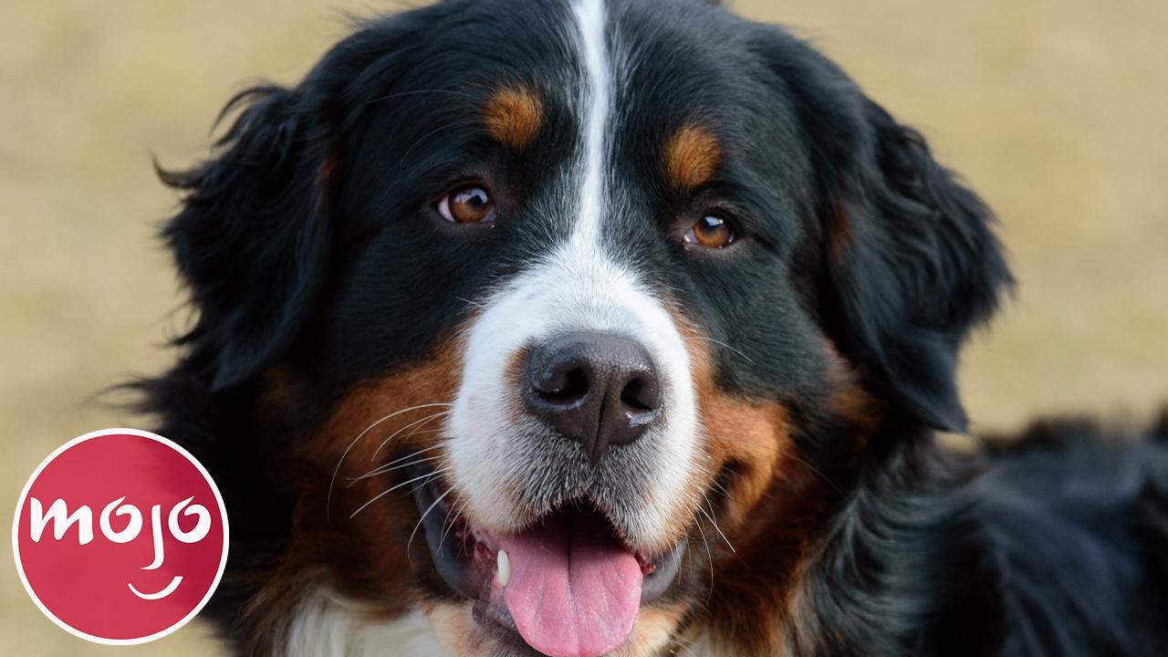 Top 10 Best Dog Breeds for Your First Dog Articles on WatchMojo