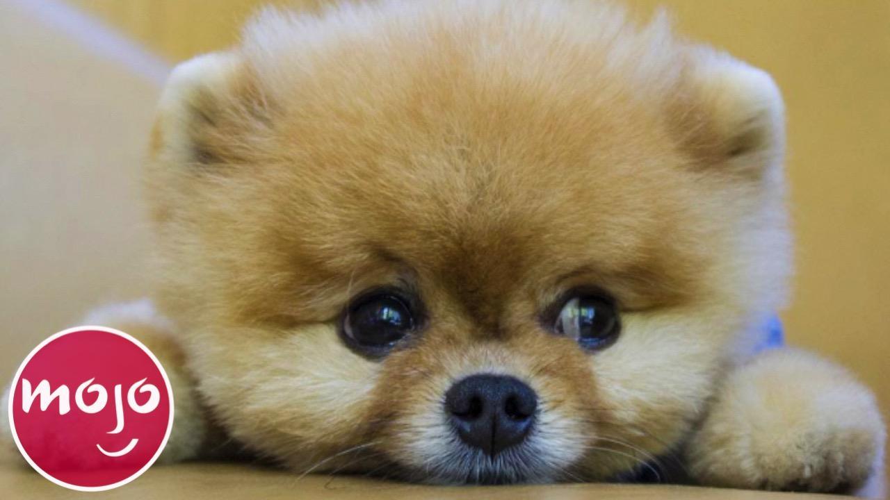 Top 20 Dog Breeds That Have the CUTEST Puppies | Articles on ...