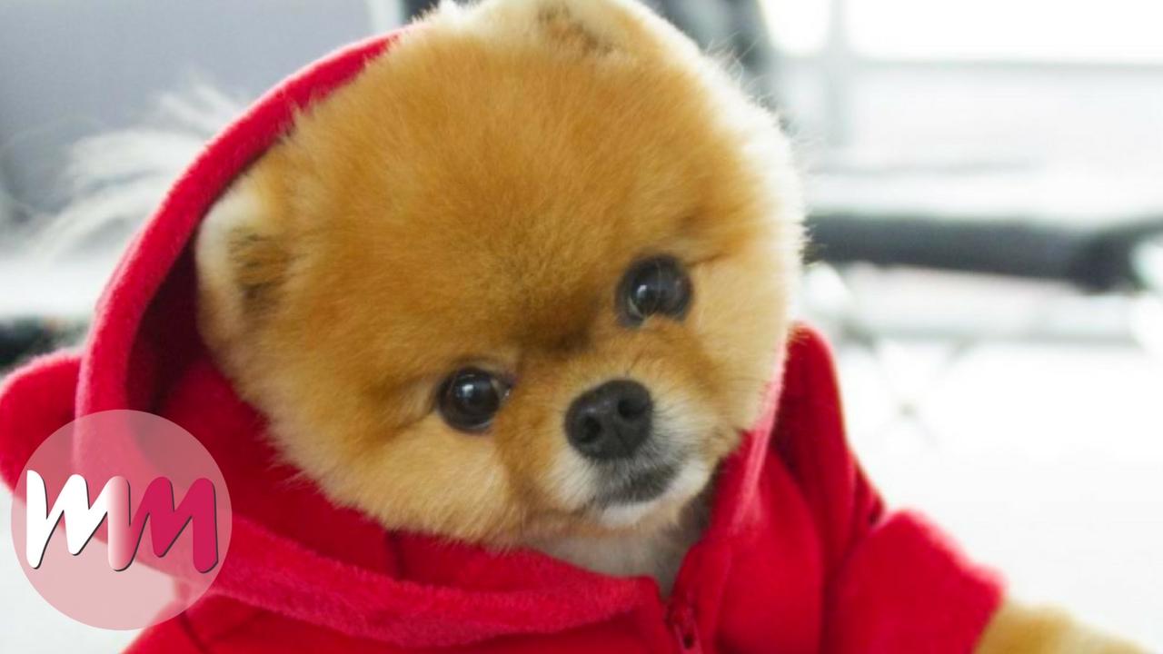 Top 10 Dog Breeds that Have the Cutest Puppies | Videos on ...