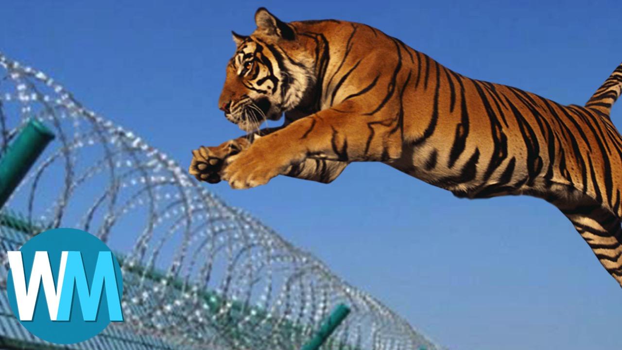 Top 10 Amazing Zoo Escapes