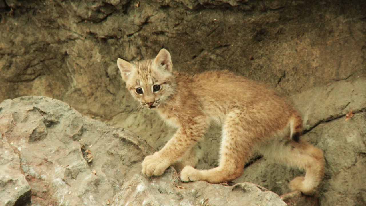 Cute Baby Animals: Lynx Cub 