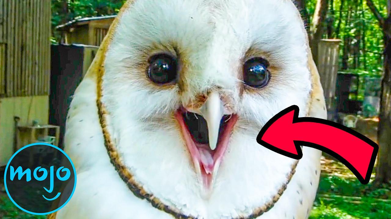 What's the most terrifying sound made by an animal? It's worse