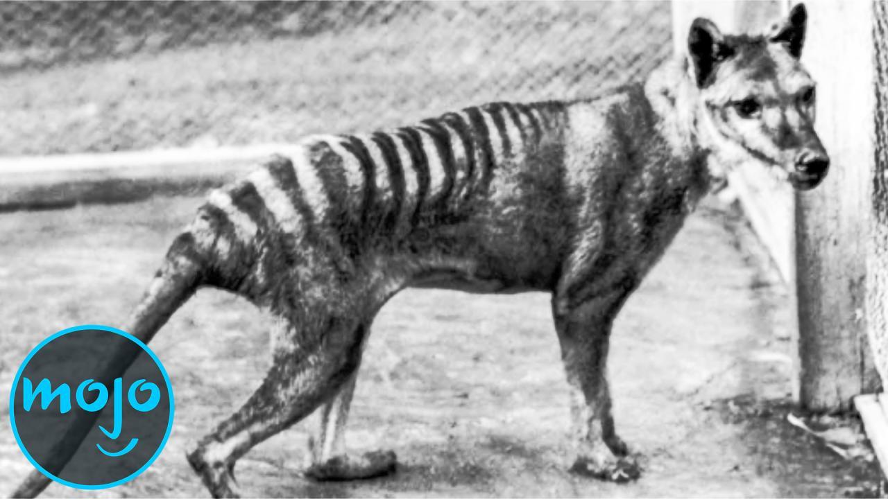 9 Extinct Animals That May Actually Still Be Alive Today Youtube Extinct Animals Animals Animals Beautiful