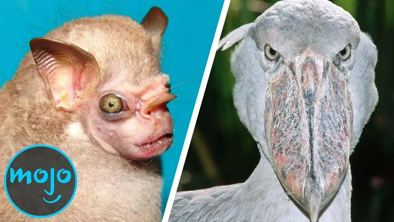 The Worlds Weirdest Furry Creatures You’ve Never Heard Of